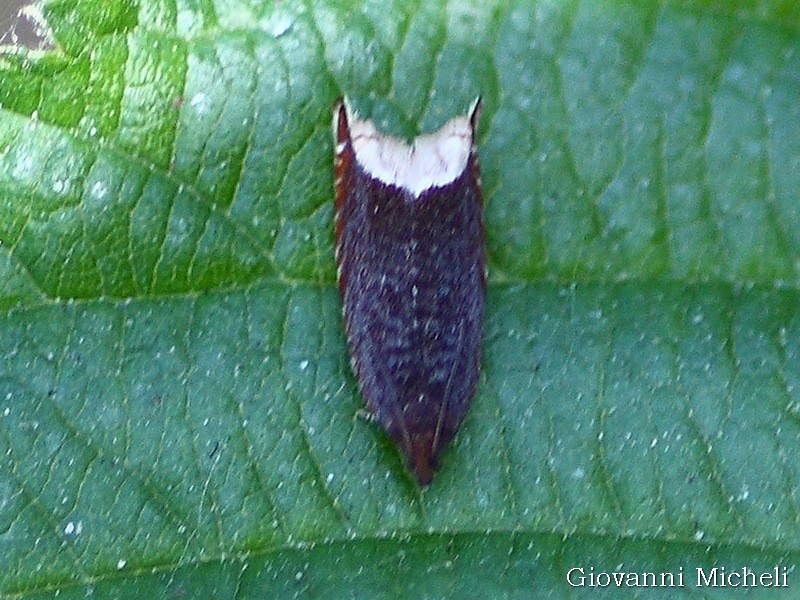 Tortricidae 1 da ID, - Ancylis selenana